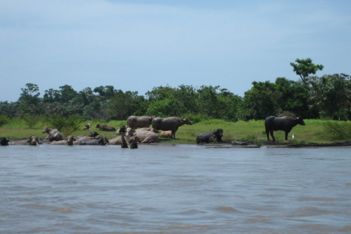 67 3 Tortuguero 039